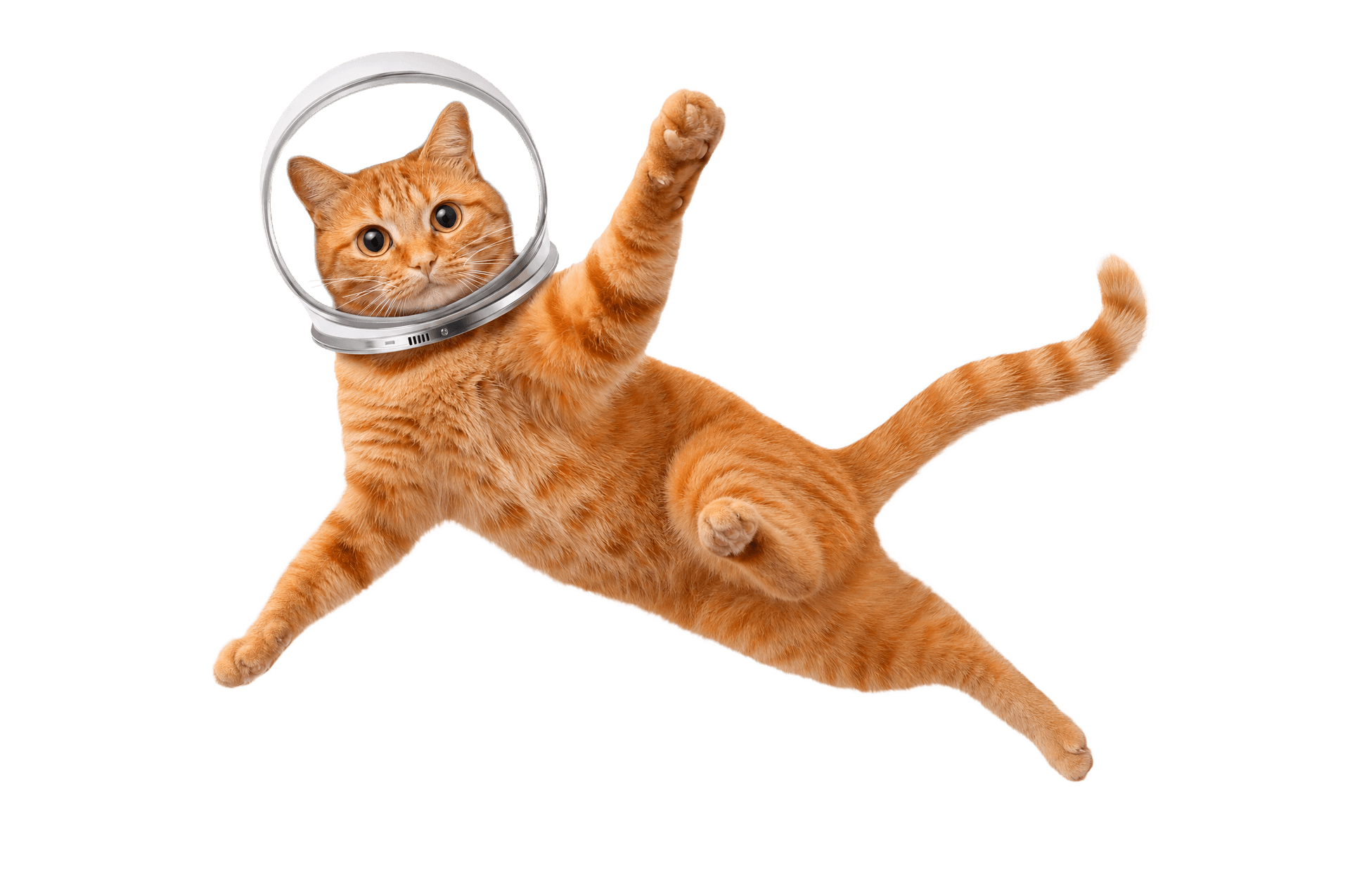 Gato astronauta de Minino
